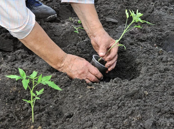 Trädgårdsmästaren plantera en tomat plantan — Stockfoto