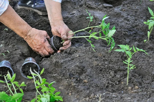 Plantar uma planta cultivada de sementes de tomate — Fotografia de Stock