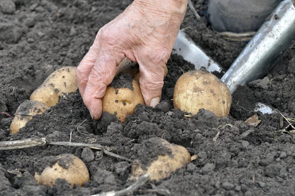 Садовник собирает картофель — стоковое фото