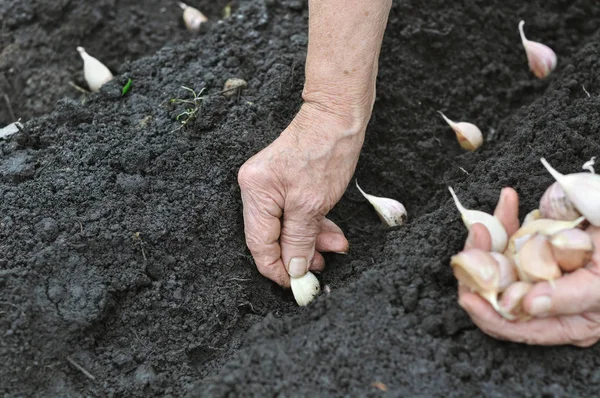 Donna anziana piantare aglio — Foto Stock
