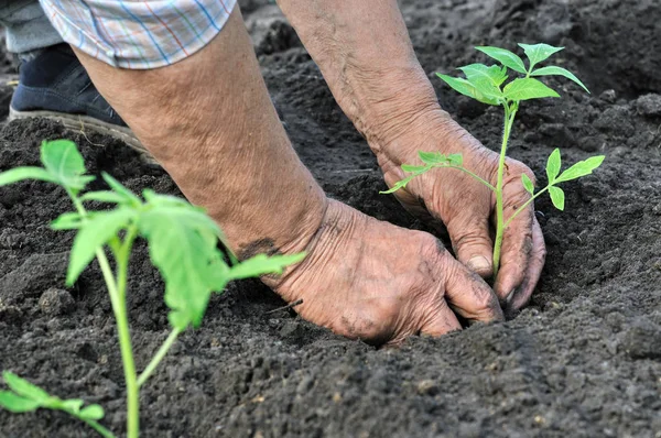 Donna anziana piantare una piantina di pomodoro — Foto Stock