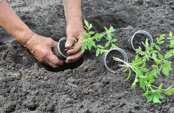 Plantando uma planta cultivada de sementes de tomates — Fotografia de Stock