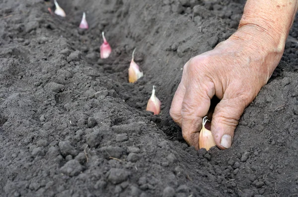 Садовник сеет семена чеснока — стоковое фото