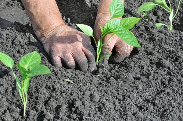 Trädgårdsmästaren plantera en paprika planta — Stockfoto