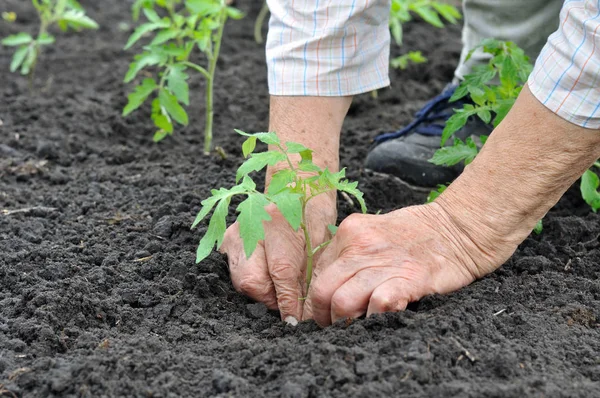 年配の女性がトマトの苗を植える — ストック写真