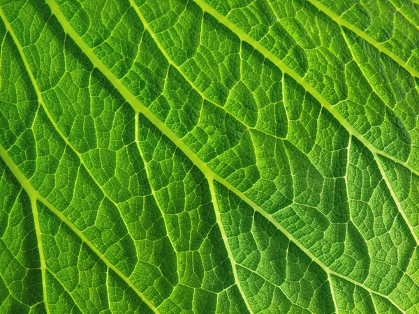 Close Leaf Surface Royalty Free Stock Images