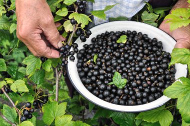 Bahçıvan malzeme çekme olgun Siyah frenk üzümü