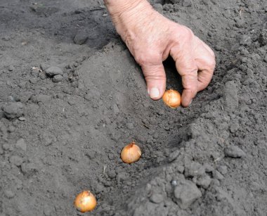 bahçıvanın el soğan sebze dikimi 