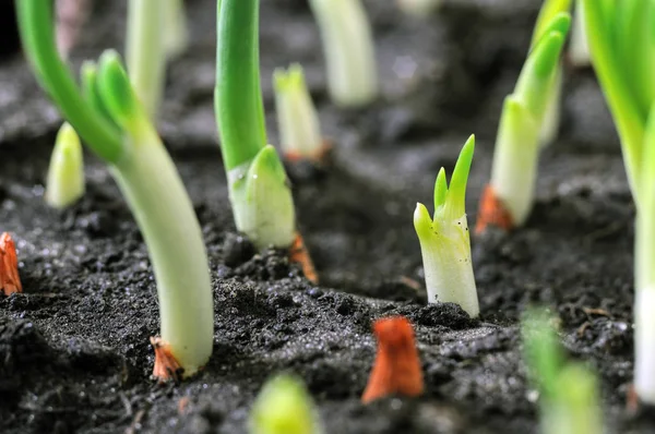 close-up of the onion plantation