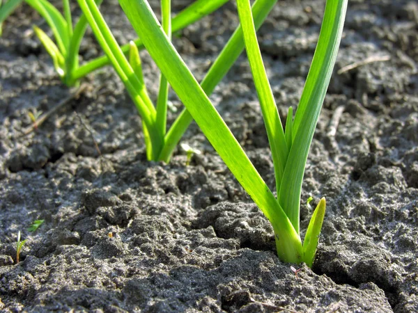 Close-up of the garlic plantation — Stock Photo, Image