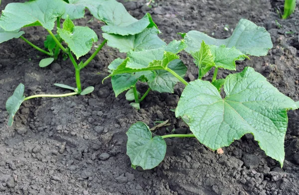 Zbliżenie Plantacji Ogórka Warzywo Gaarden — Zdjęcie stockowe