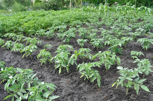 Plantação de tomate — Fotografia de Stock