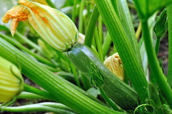 Zucchini Berbunga Kebun Sayuran — Stok Foto