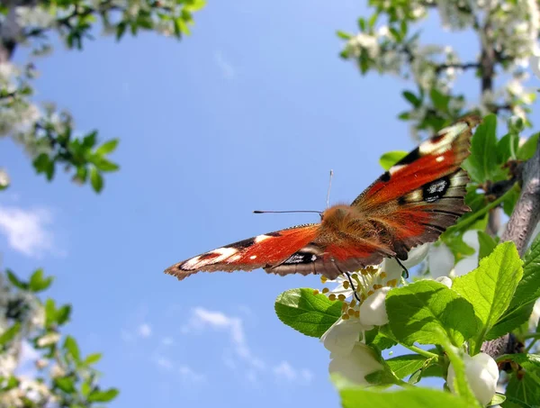 開花梅の木に蝶のクローズ アップ — ストック写真