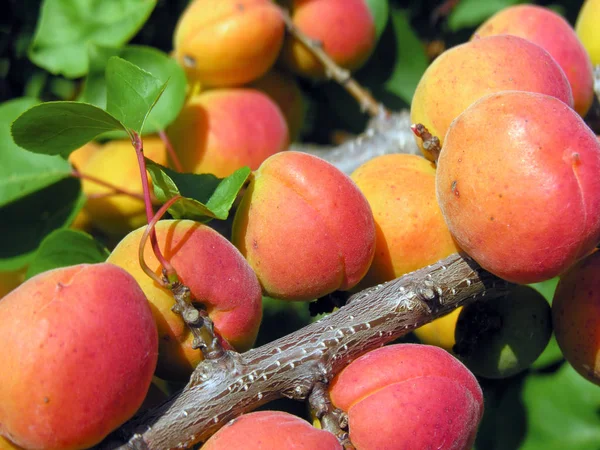 Close-up of the ripe apricots — Stock Photo, Image