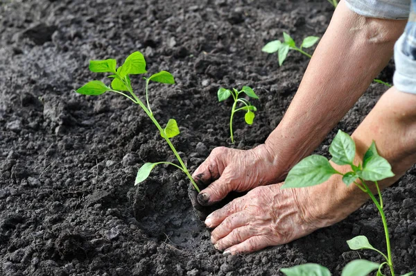 Handen van senior vrouw een zaailing peper planten — Stockfoto