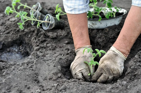 Trädgårdsmästaren plantera en tomat plantan — Stockfoto