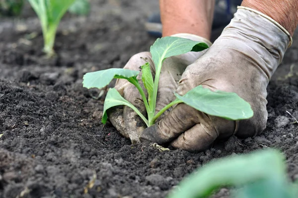 Trädgårdsmästaren plantera vitkål plantan — Stockfoto