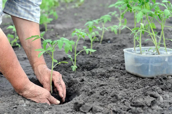 Руки старшої жінки, що посадили розсаду помідорів — стокове фото