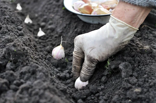 Mani del giardiniere piantare aglio — Foto Stock