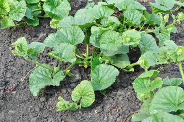 sebze bahçesinde çiçek açan kavun plantasyon