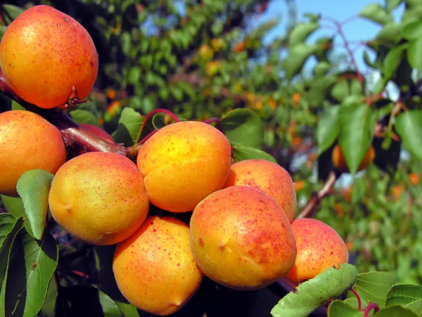 Close-up of the ripe apricots — Stock Photo, Image