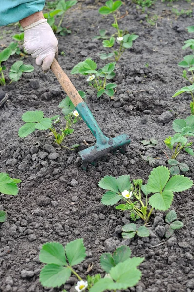 Grabienie plantacji truskawek — Zdjęcie stockowe