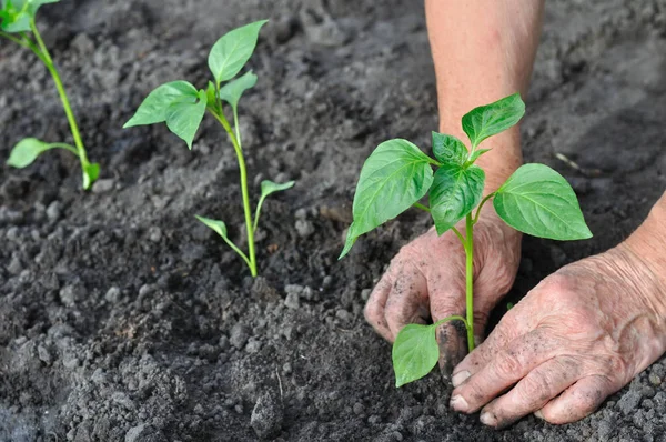 Gardener's handen een zaailing peper planten — Stockfoto