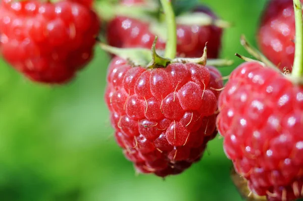 特写镜头的成熟树莓 — 图库照片