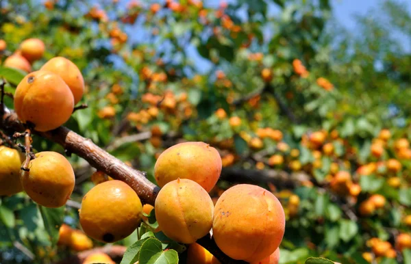 Close Ripe Apricots Orchard — Stock Photo, Image