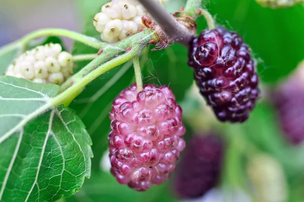 Tak van mulberry — Stockfoto