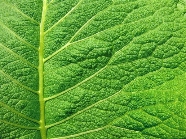 Superfície Folha Como Fundo — Fotografia de Stock