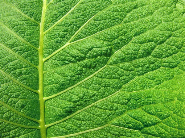 Leaf Surface Background Stock Photo