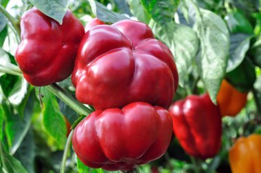 Organik biber plantasyon içinde kırmızı biber Close-Up