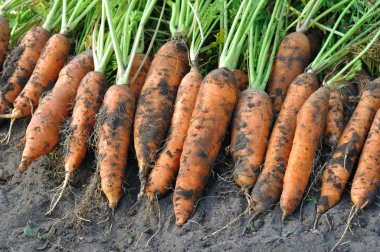  taze hasat organik havuç yığını
