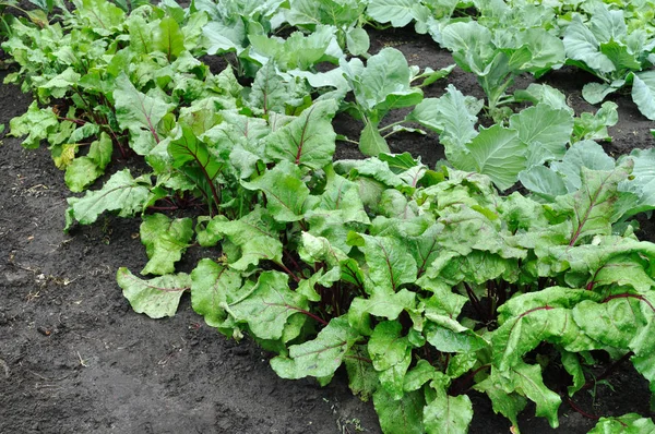 Biologisch Angebaute Rote Bete Und Kohl Gemüsegarten — Stockfoto