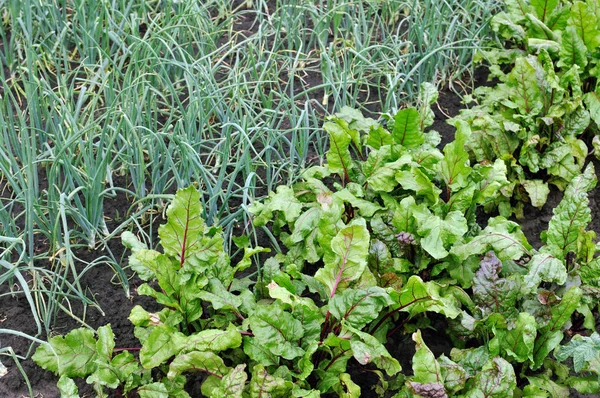 菜园有机栽培的甜菜根和青葱 — 图库照片