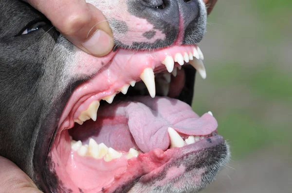 Zeigen Von Hundekiefer Zähnen Zunge Freien — Stockfoto