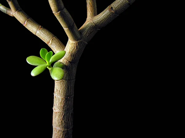 Imagem Conceitual Crassula Ovata Money Tree Jade Plant Isolado Preto — Fotografia de Stock