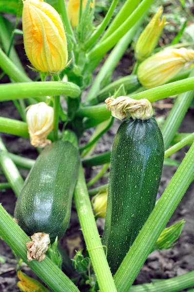 Close-up dari zucchini berbunga — Stok Foto
