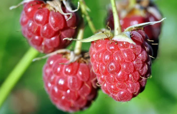 Nahaufnahme Von Reifen Himbeeren Garten — Stockfoto