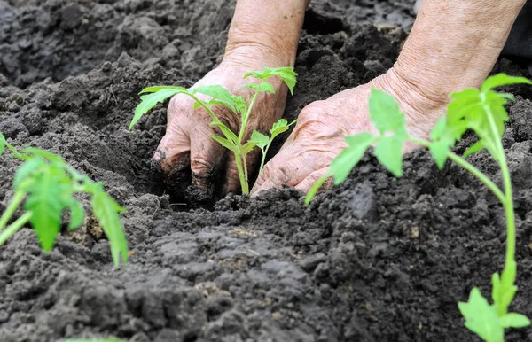 Gardener's handen aanplant een zaailing van tomaat — Stockfoto