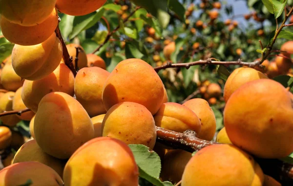 Close Ripe Apricots Orchard — Stock Photo, Image