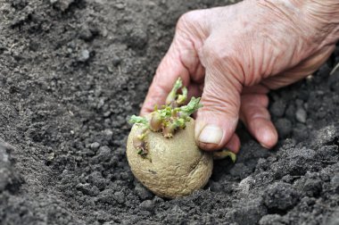 patates fide dikim bahçıvanın el germinated