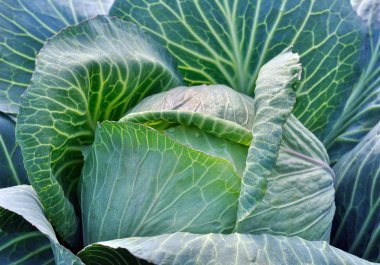  sebze bahçesinde taze lahana