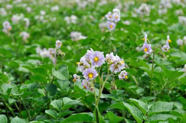 sebze bahçesinde çiçek açan patates ekimi Close-Up