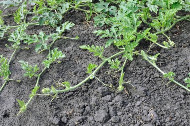 karpuz Close-up filiz sebze bahçesinde