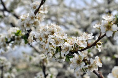 çiçek açan erik ağacı