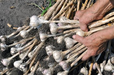 sebze bahçesinde hasat sarımsak saç ekimi