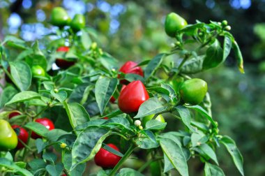 sebze bahçesi içinde chili biber Close-up